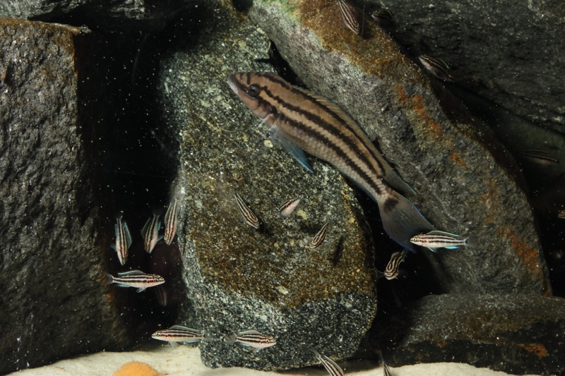Chalinochromis popelini 'Cape Tembwe'